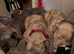 2 female pocket bulldogs