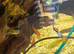 Tiger platys