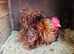 Millieflure Pekin hen and 5 chicks