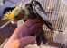Baby cocktail
