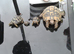 Swansea Hermann Tortoise Home