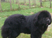 Full pedigree Newfoundland puppies