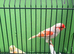 Mosaic canaries