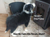 Border Collie Boy Puppy ready now.