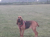 Bloodhound Puppies