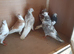 19 pigeons