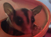 Male and Female sugar gliders