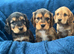 Cocker spaniel puppies