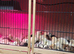 NEWLY HATCHED CHICKS & Chickens different age