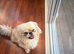 Male Pekingese 8 months