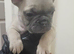 French bulldog girl puppy