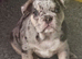 French Bulldog Puppies