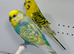 Mutation Pair of Budgies For Sale
