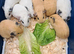BABY CALIFORNIAN GUINEA PIGS