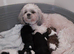 Lhasa apso