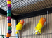 Lutino birds for sale