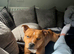Are red Staffy boy