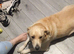 Male dog to rehome