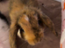 Last 2 boy and girl mini lop buns