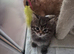 Beautiful tabby male kitten looking for the New loving home