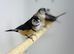 Owl finch