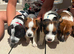 Beautiful Jack Russell Terrier Puppies – Working Parents – Looking for 5 Homes