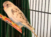 budgies available 9 weeks old