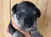 2 beautiful mini schnauzer pups