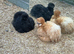 Black bearded silkie FREE
