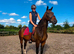 Family horse