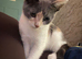 Female 5 month old kitten