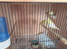 Canaries and finches for sale