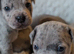 Merle Staffordshire bull terrier puppies