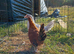 Leghorn Cross Pullets x2
