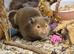 11month old female syrian hamster