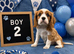 ** DNA/PRA CLEAR CAVALIER KING CHARLES PUPPIES **