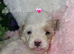 Cavapoochon