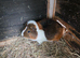 Male guinea pigs
