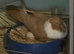 Hana pouter breeding pair