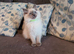 Beautiful GCCF Registered Blue Point Ragdoll Kitten.