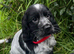 Stunning show type cocker spaniel puppies