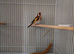 Gold finch