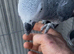 African grey for sale very Tame