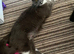 Ragdoll kittens for sale