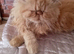 Gorgeous ginger female Persian kitten
