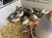 Sexed Chinese painted quail