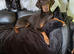 Stunning chocolate and tan doberman