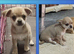 Chihuahua puppies