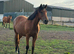 Tb geldings