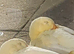 Free to good home with other ducks
